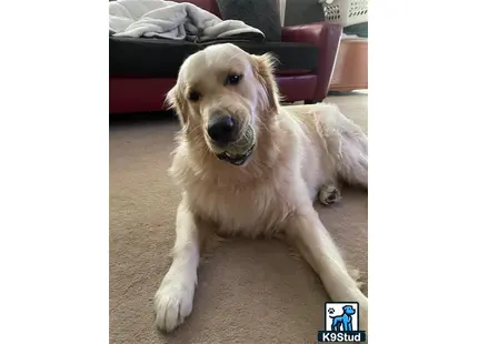 Golden Retriever stud dog: a golden retriever dog lying on the floor