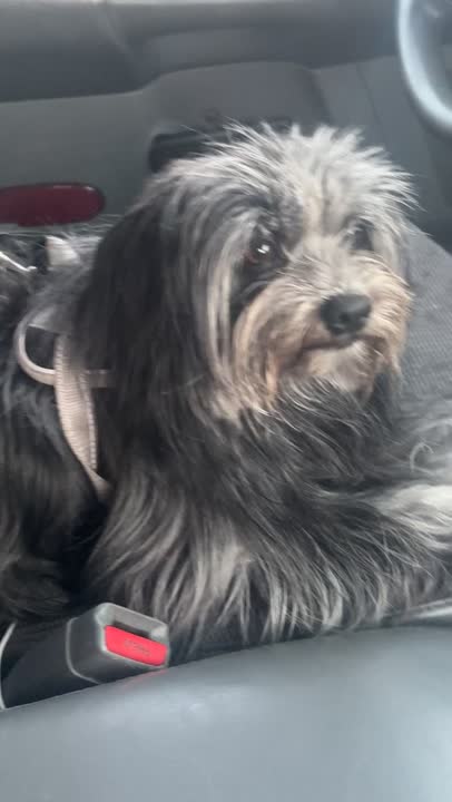 Havanese stud dog: Error: Operation returned an invalid status code BadRequest<br/>Stack Trace:    at Microsoft.Azure.CognitiveServices.Vision.ComputerVision.ComputerVisionClient.<DescribeImageInStreamWithHttpMessagesAsync>d__41.MoveNext()
--- End of stack t