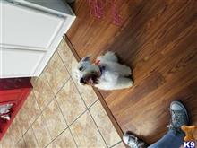 Miniature Schnauzer