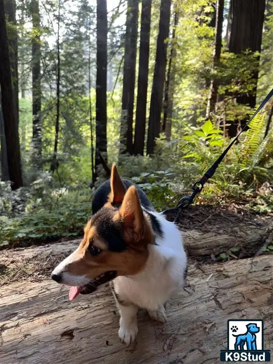 Pembroke Welsh Corgi stud dog