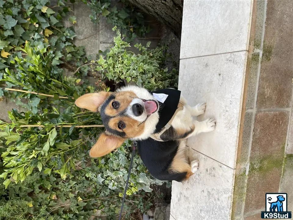 Pembroke Welsh Corgi stud dog