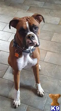 Boxer stud dog