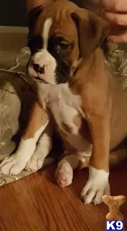 Boxer stud dog