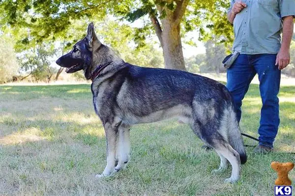 German Shepherd stud dog