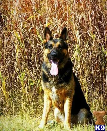 German Shepherd stud dog