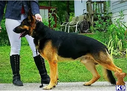 German Shepherd