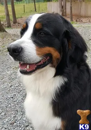 Bernese Mountain Dog stud dog: a black and white bernese mountain dog dog