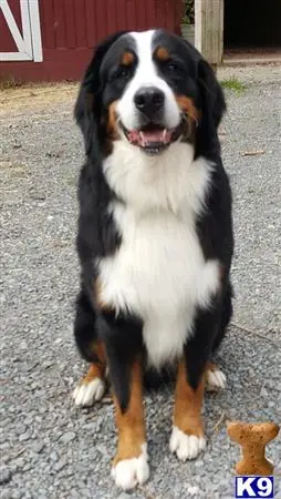 Bernese Mountain Dog stud dog: a bernese mountain dog dog sitting on the ground