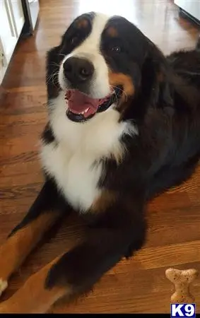 Bernese Mountain Dog stud dog: a bernese mountain dog dog lying on the floor