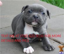 staffordshire bull terrier puppy posted by carolinathompson