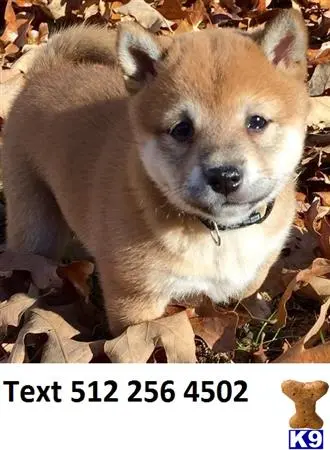 Shiba Inu