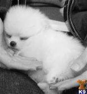 pomeranian puppy posted by carollinda32