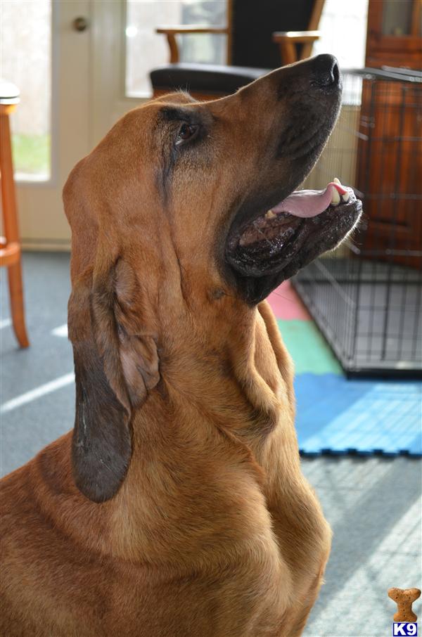 Bloodhound dog