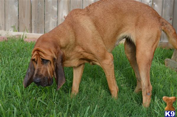 Bloodhound dog