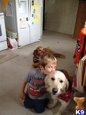 Golden Retriever