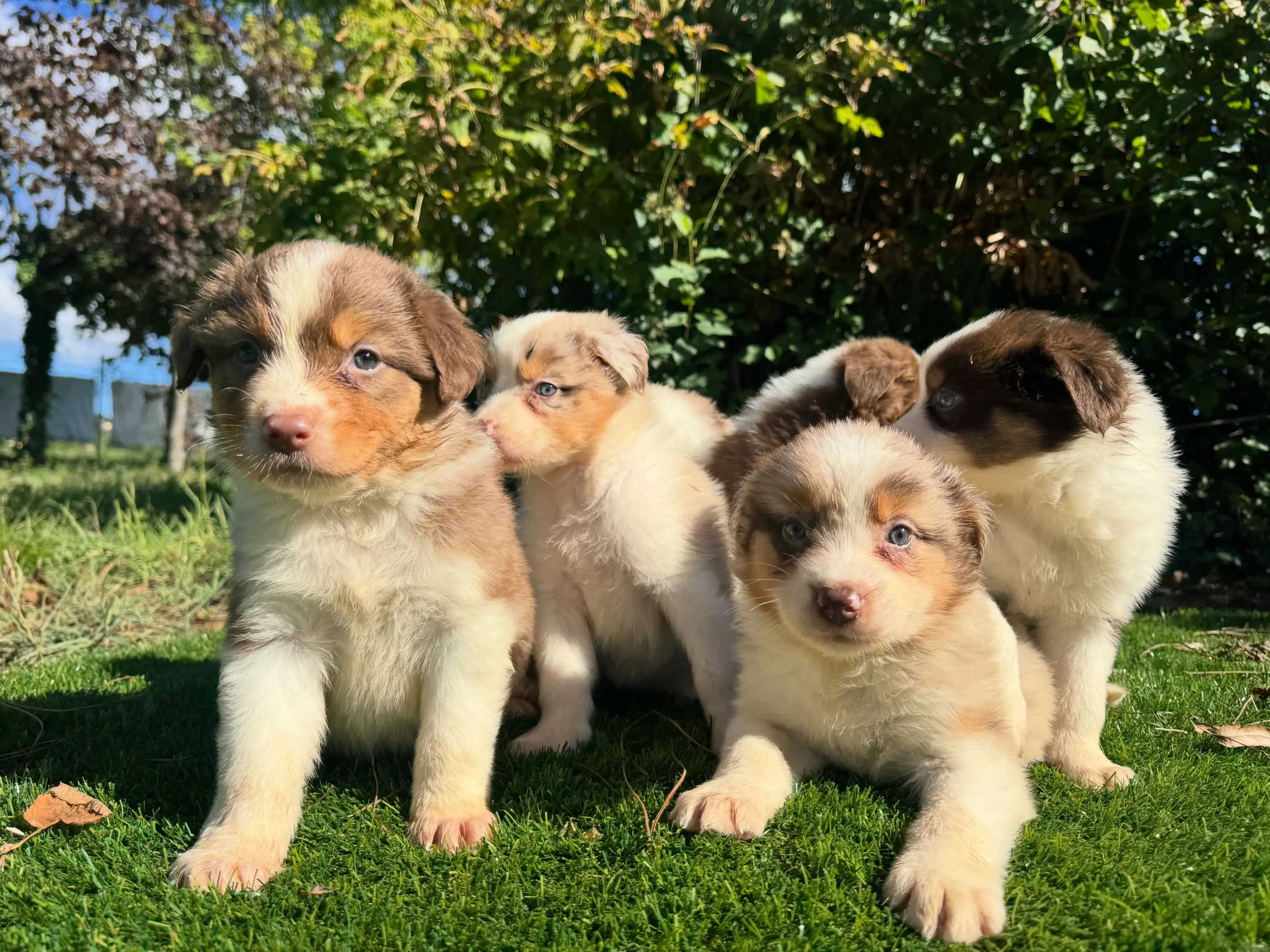 Australian Shepherd puppy for sale: Four fluffy Australian Shepherd puppies on green grass