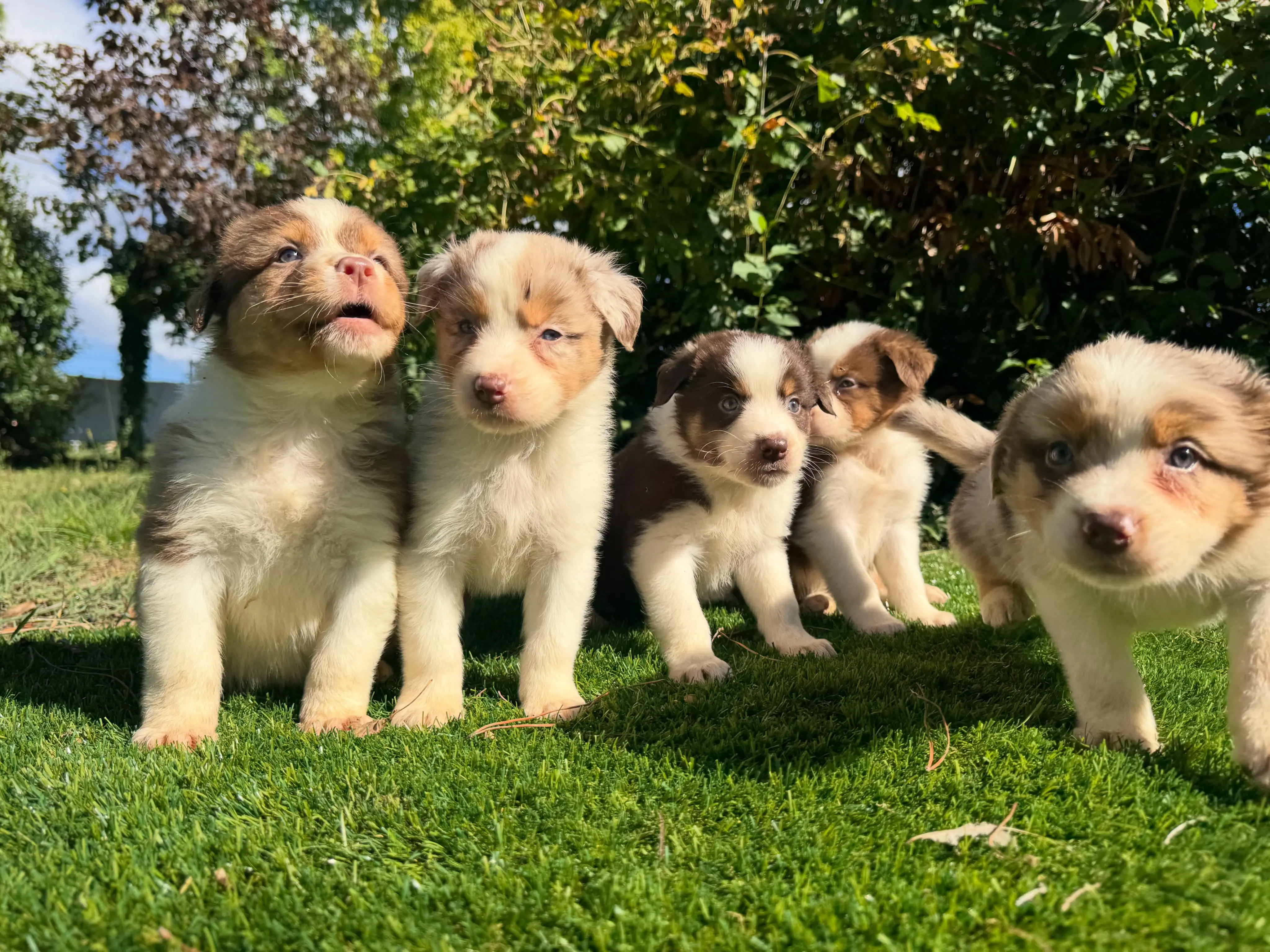 Australian Shepherd puppy for sale: Five Australian Shepherd puppies with fluffy coats on green grass