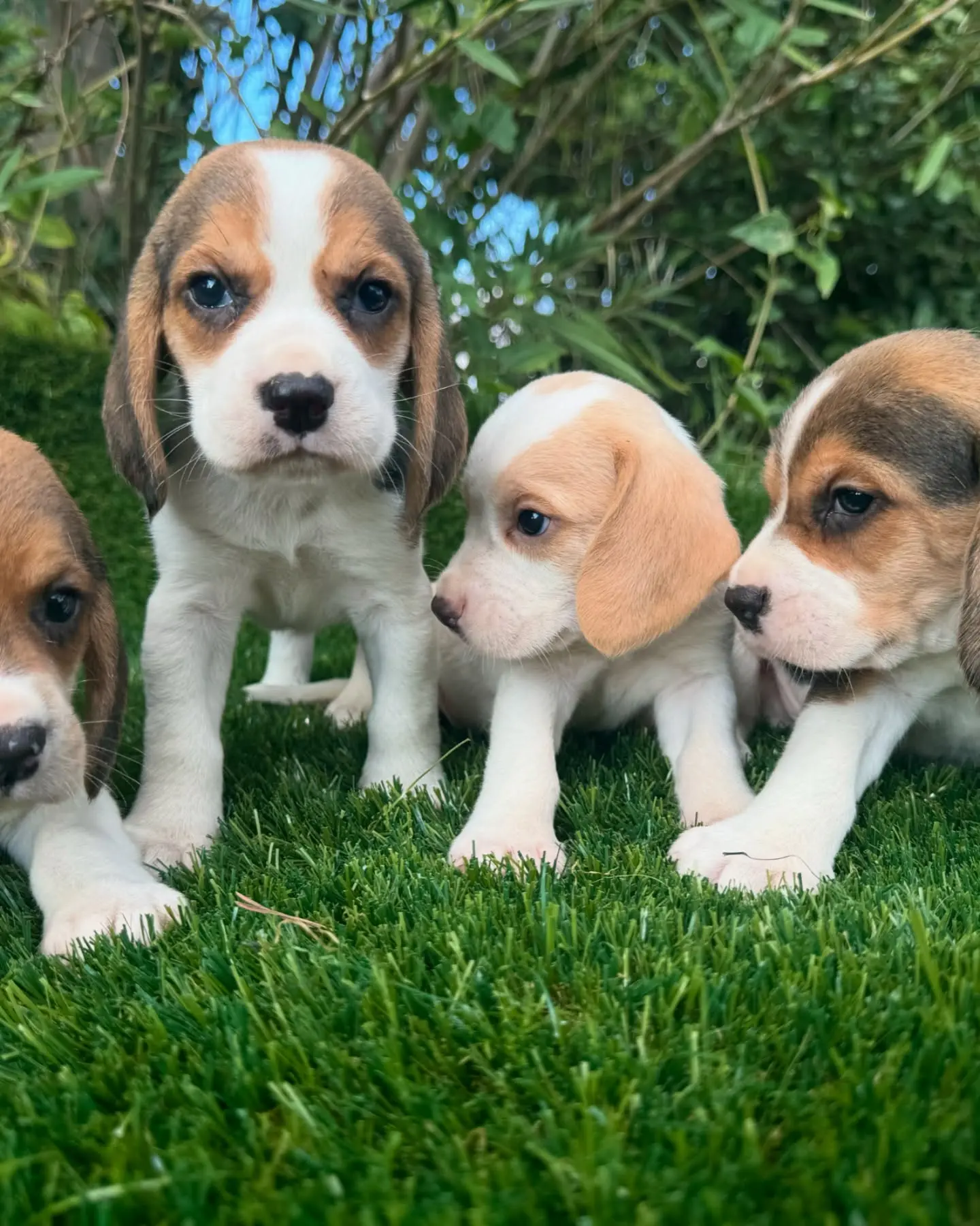 Beagle puppy for sale: Four Beagle puppies with brown and white coats on grass