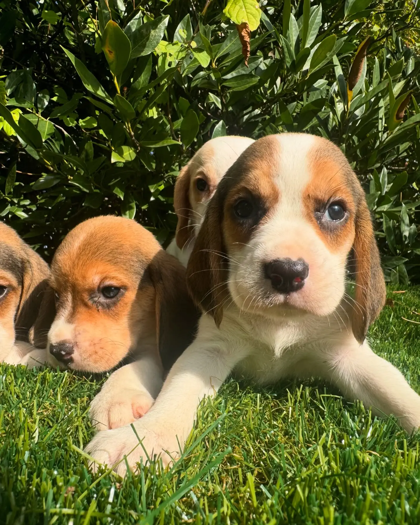 Beagle puppy for sale: Four Beagle puppies lying on green grass among bushes