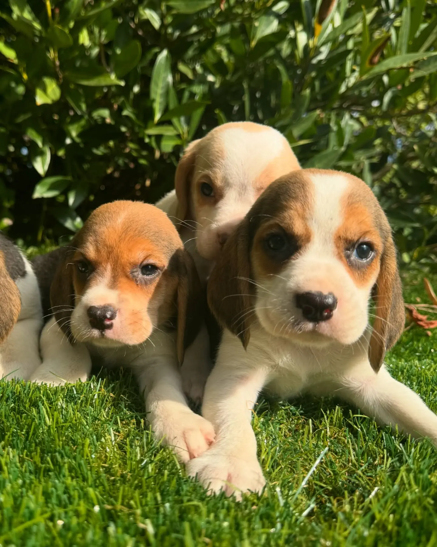 Beagle puppy for sale: Three Beagle puppies lying on green grass