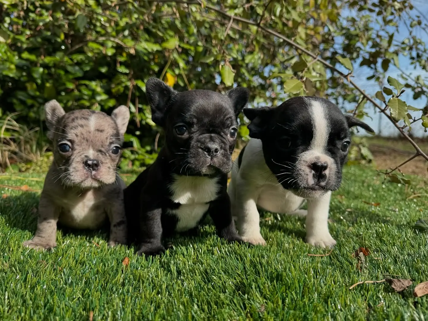 French Bulldog puppy for sale: Three French Bulldog puppies on green grass, various colors and patterns