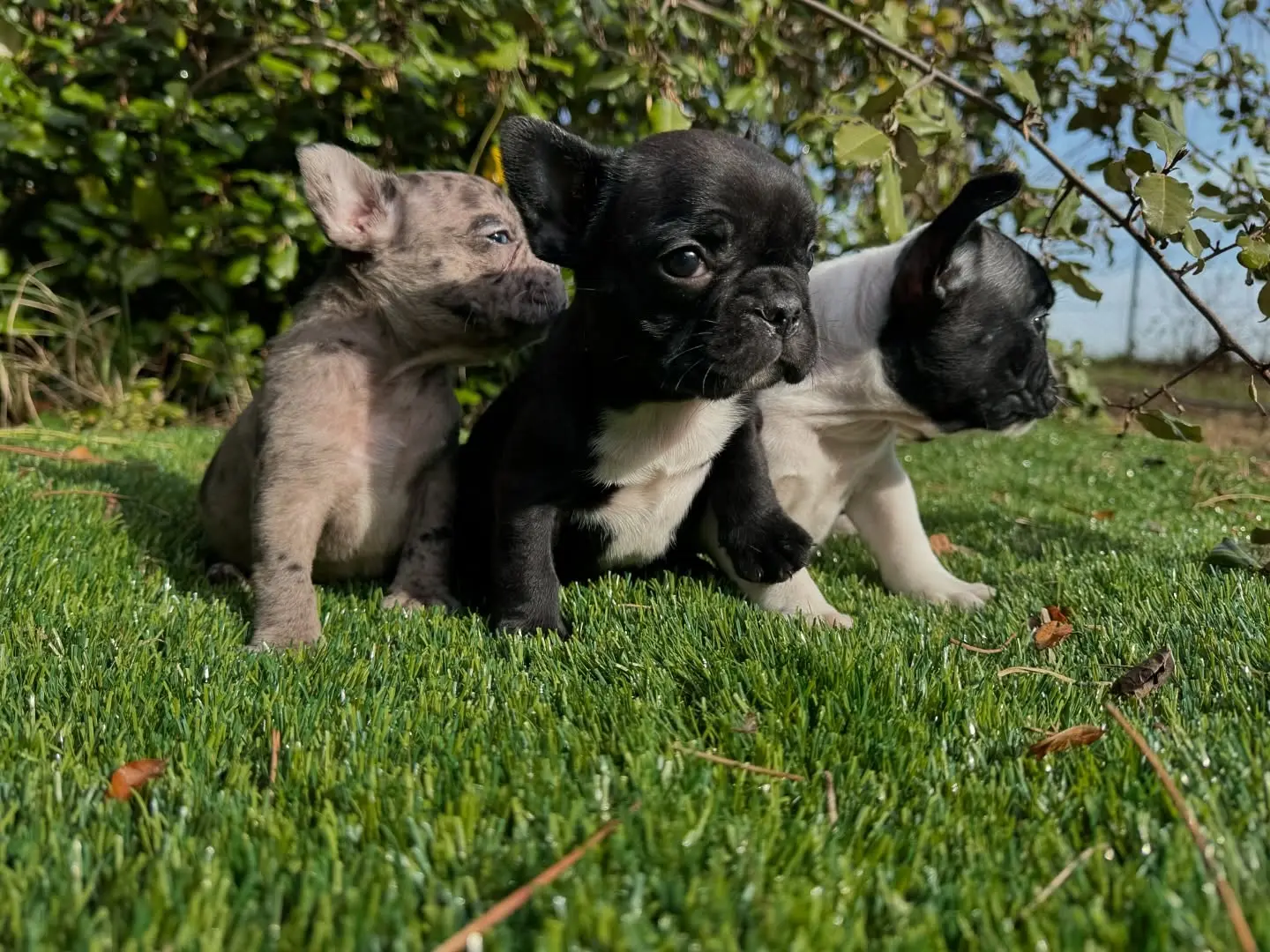 French Bulldog puppy for sale: Three French Bulldog puppies sitting on green grass