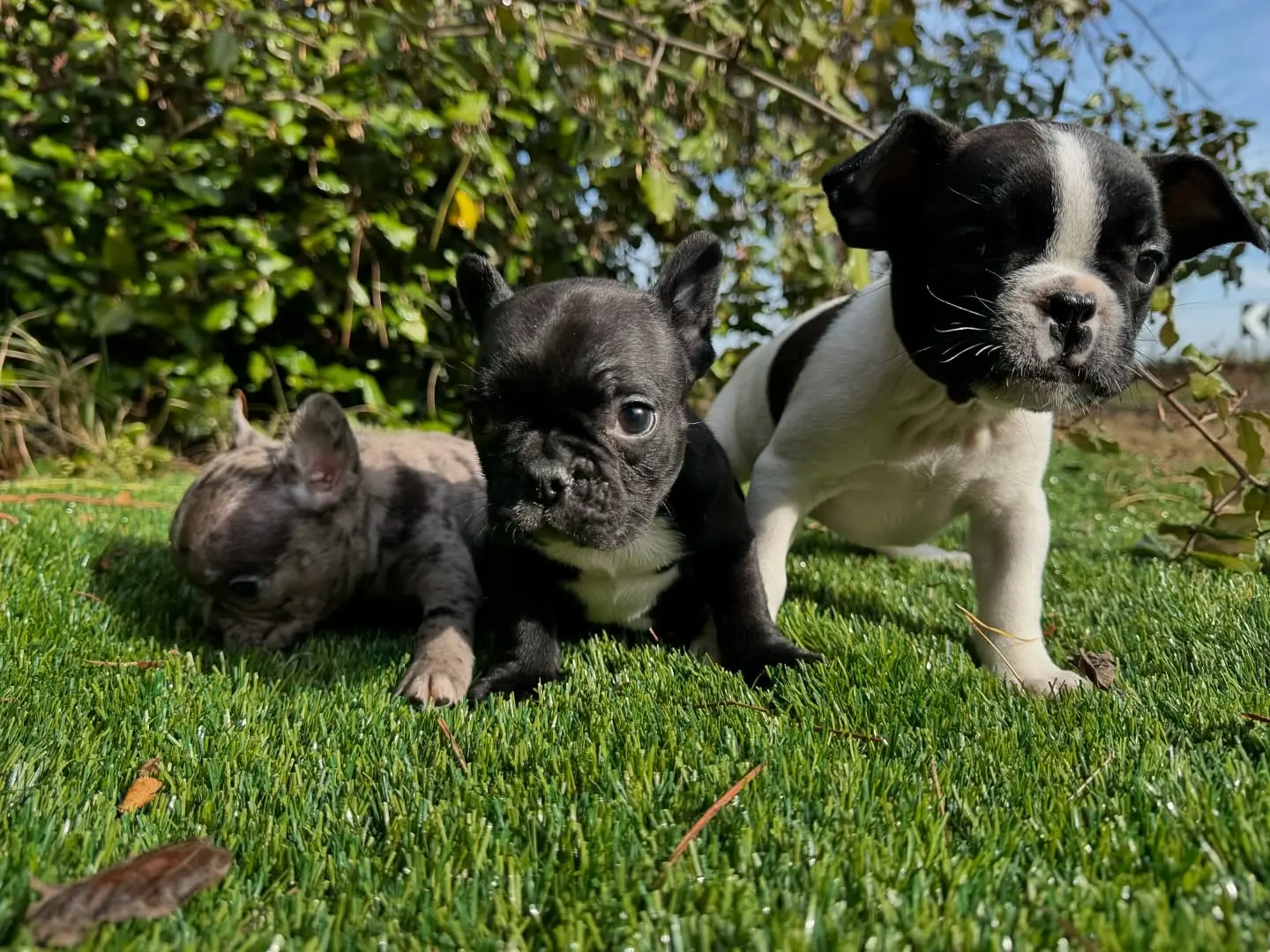 French Bulldog puppy for sale: Three French Bulldog puppies on green grass, one brindle, two black and white