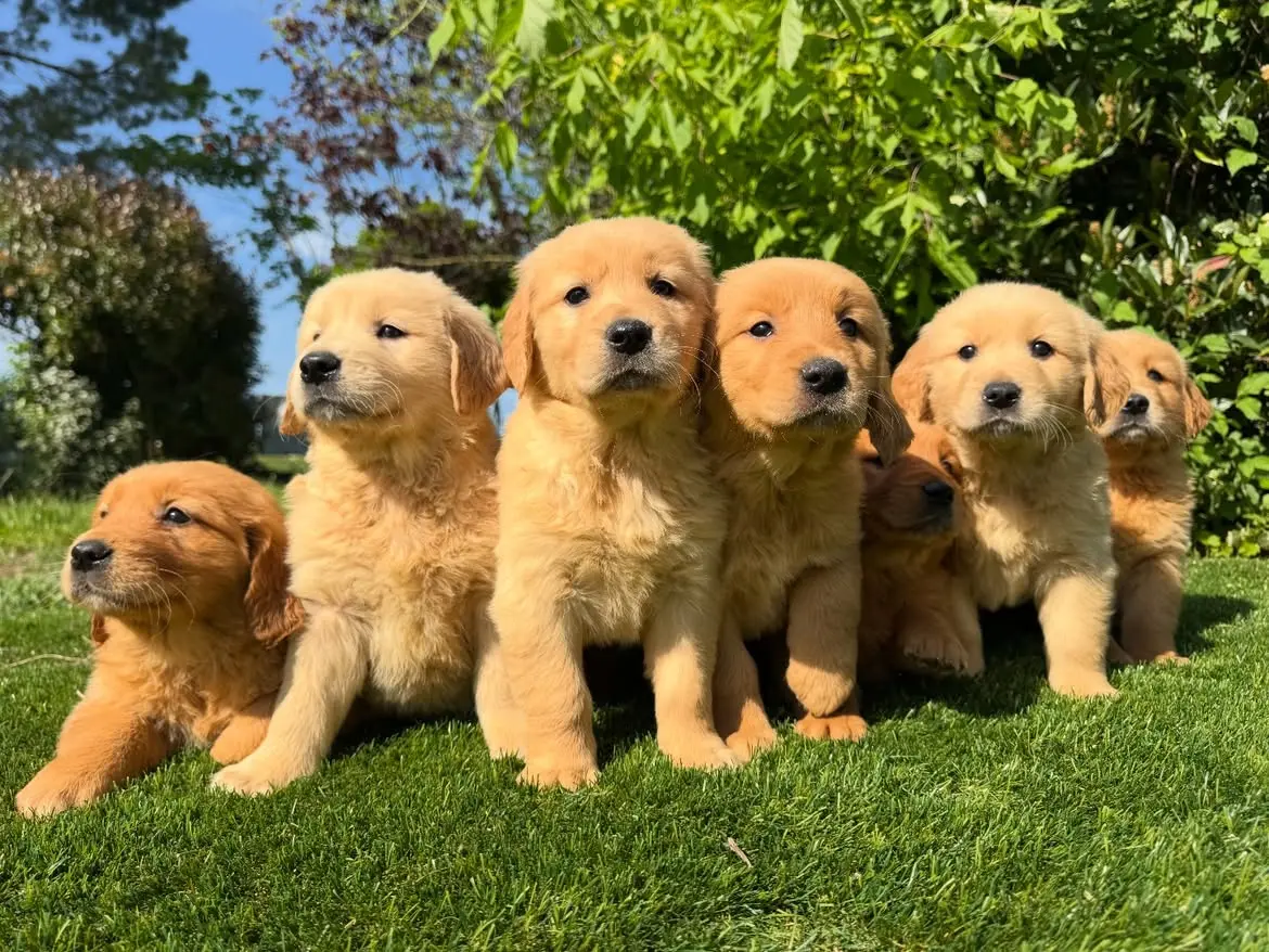 Golden Retriever puppy for sale: Eight fluffy Golden Retriever puppies sitting on green grass