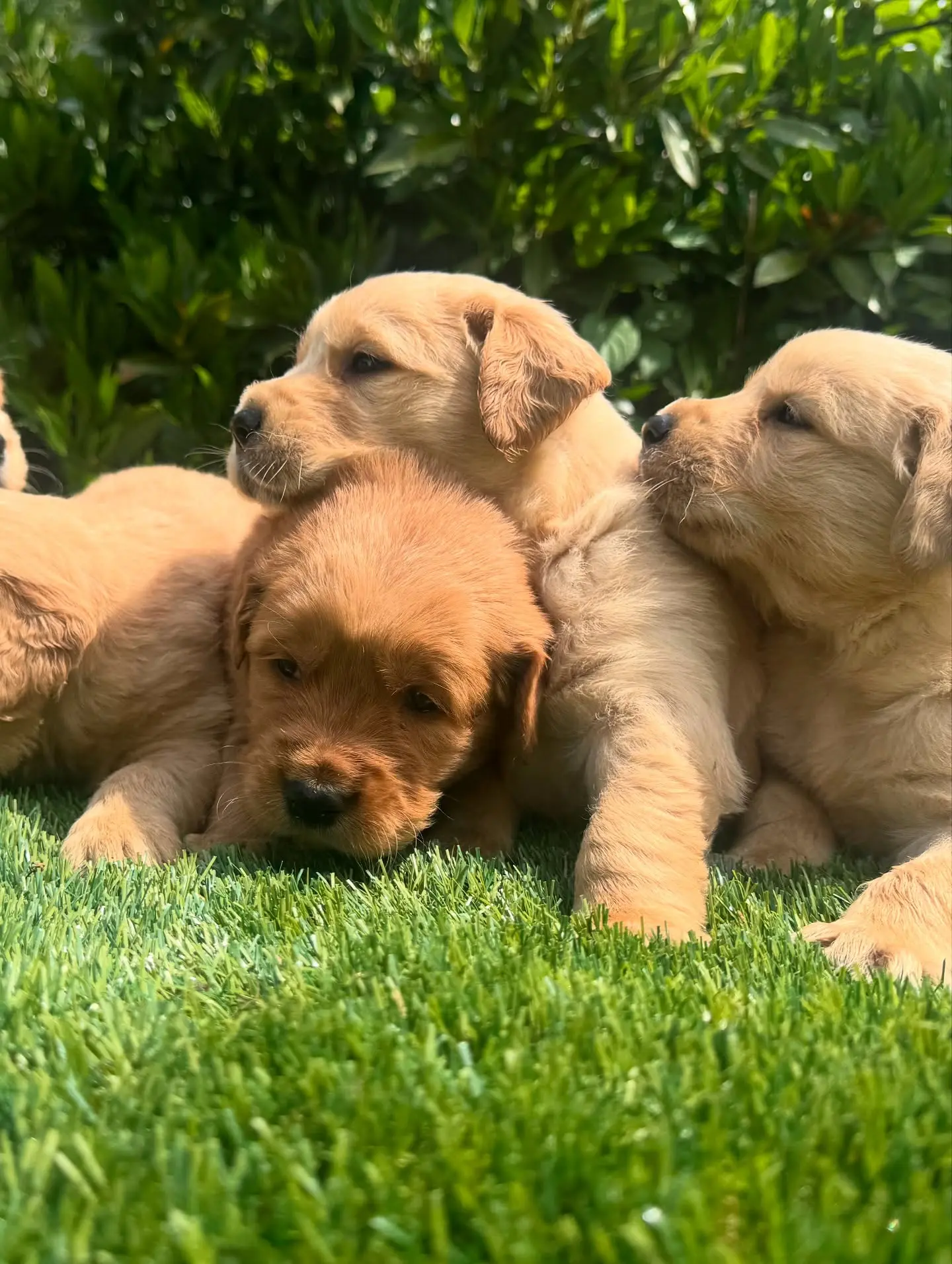 Golden Retriever puppy for sale: Four fluffy golden retriever puppies resting on green grass