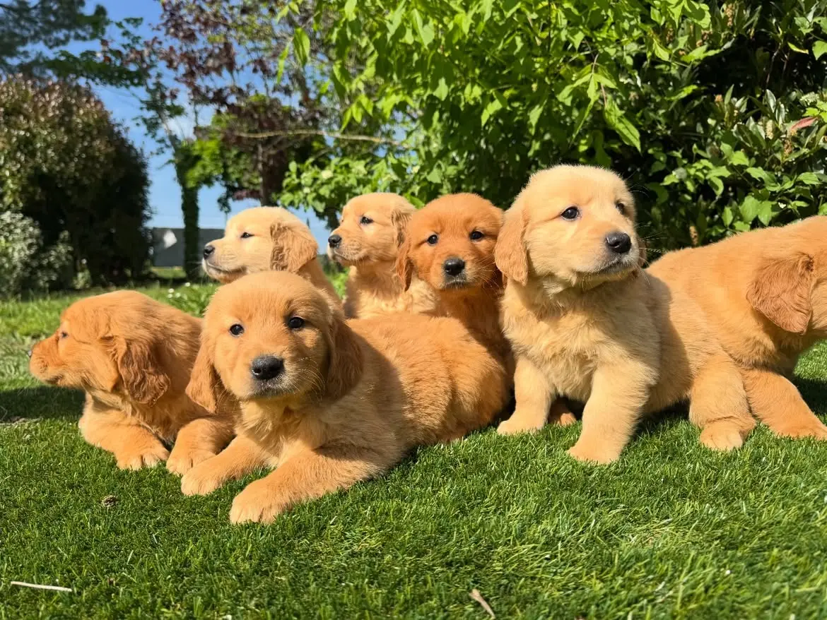 Golden Retriever puppy for sale: Seven fluffy golden retriever puppies sitting on green grass