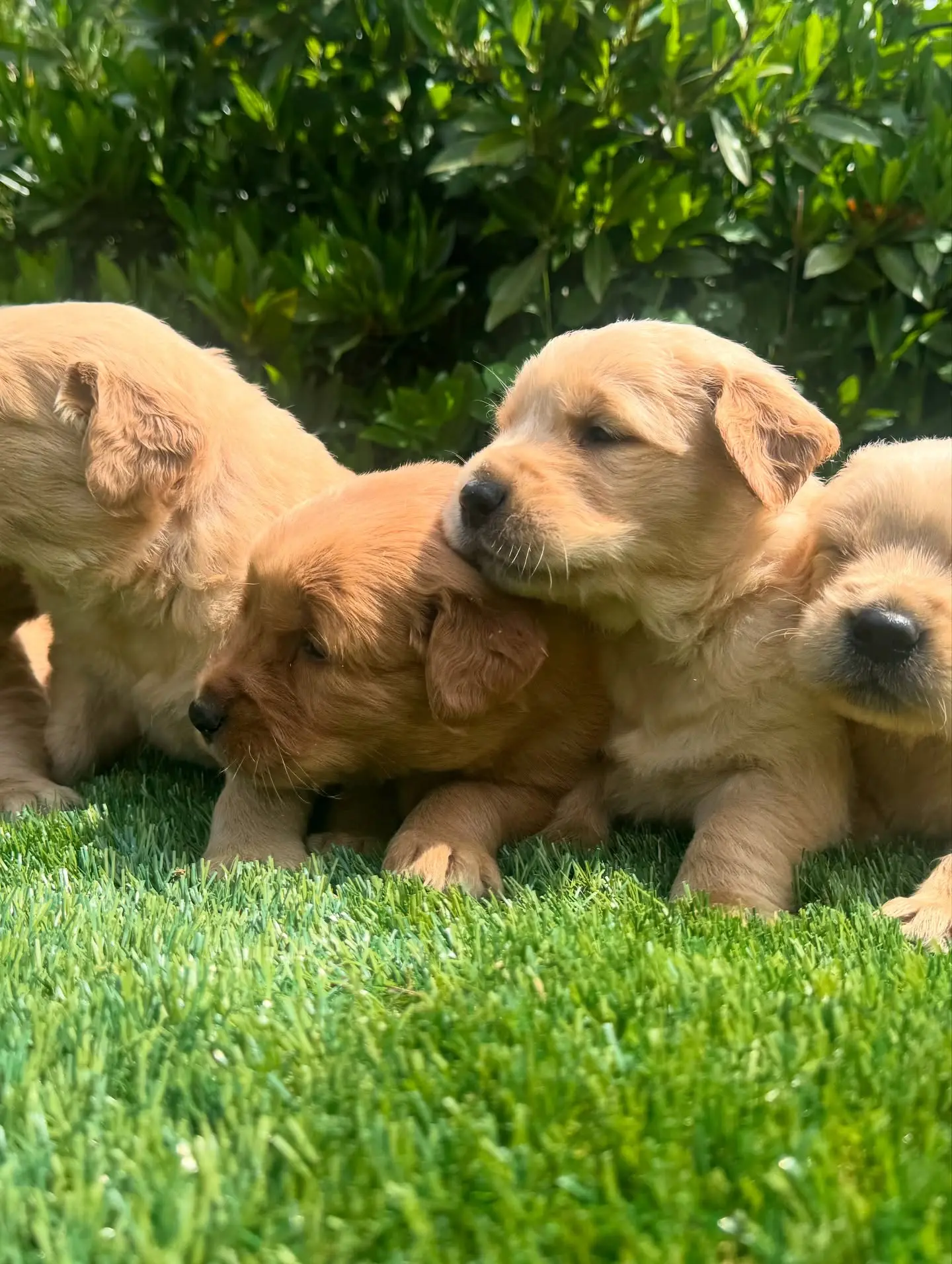Golden Retriever puppy for sale: Four golden retriever puppies cuddling on green grass