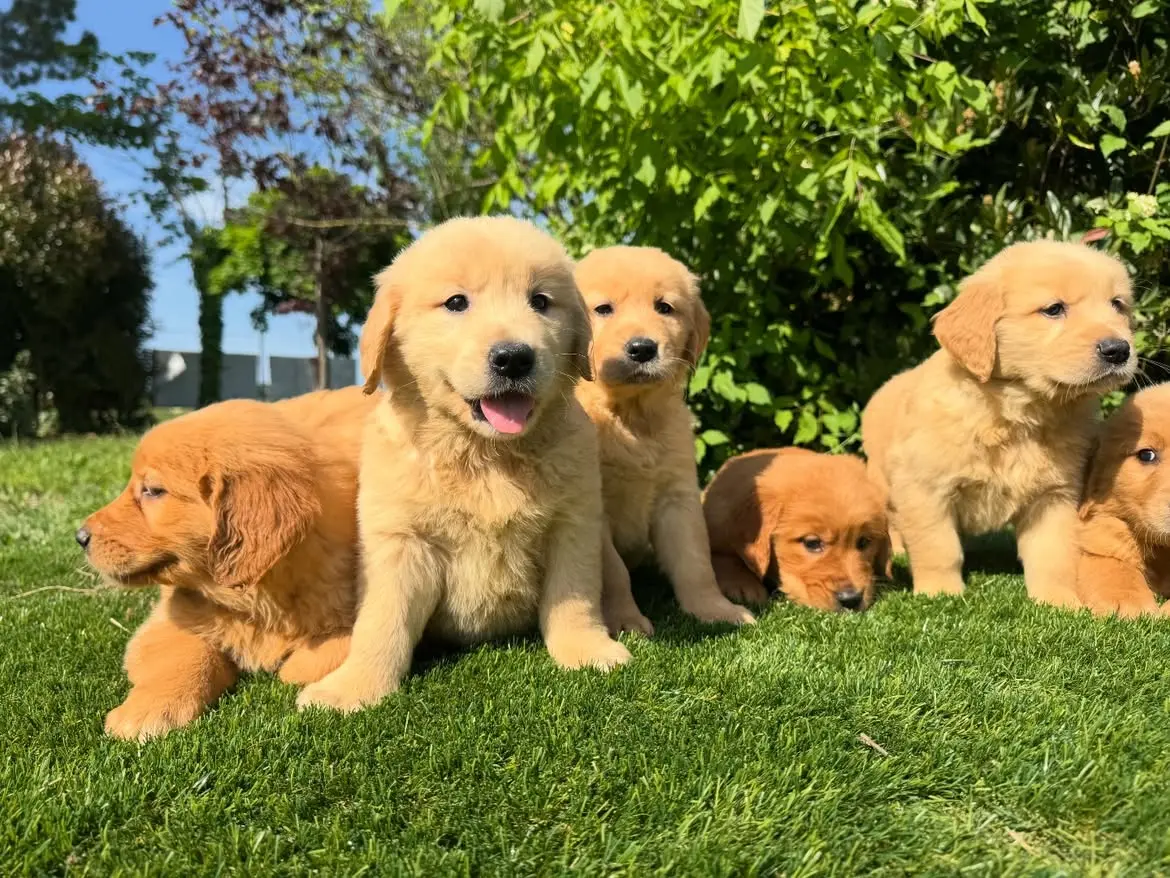 Golden Retriever puppy for sale: Five fluffy golden retriever puppies playing on green grass