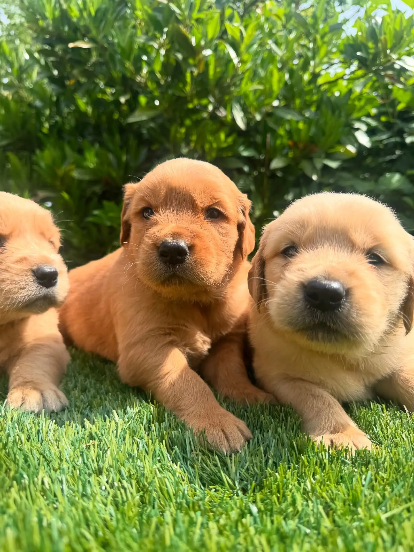 Golden Retriever puppy for sale: Three fluffy golden retriever puppies lying on green grass