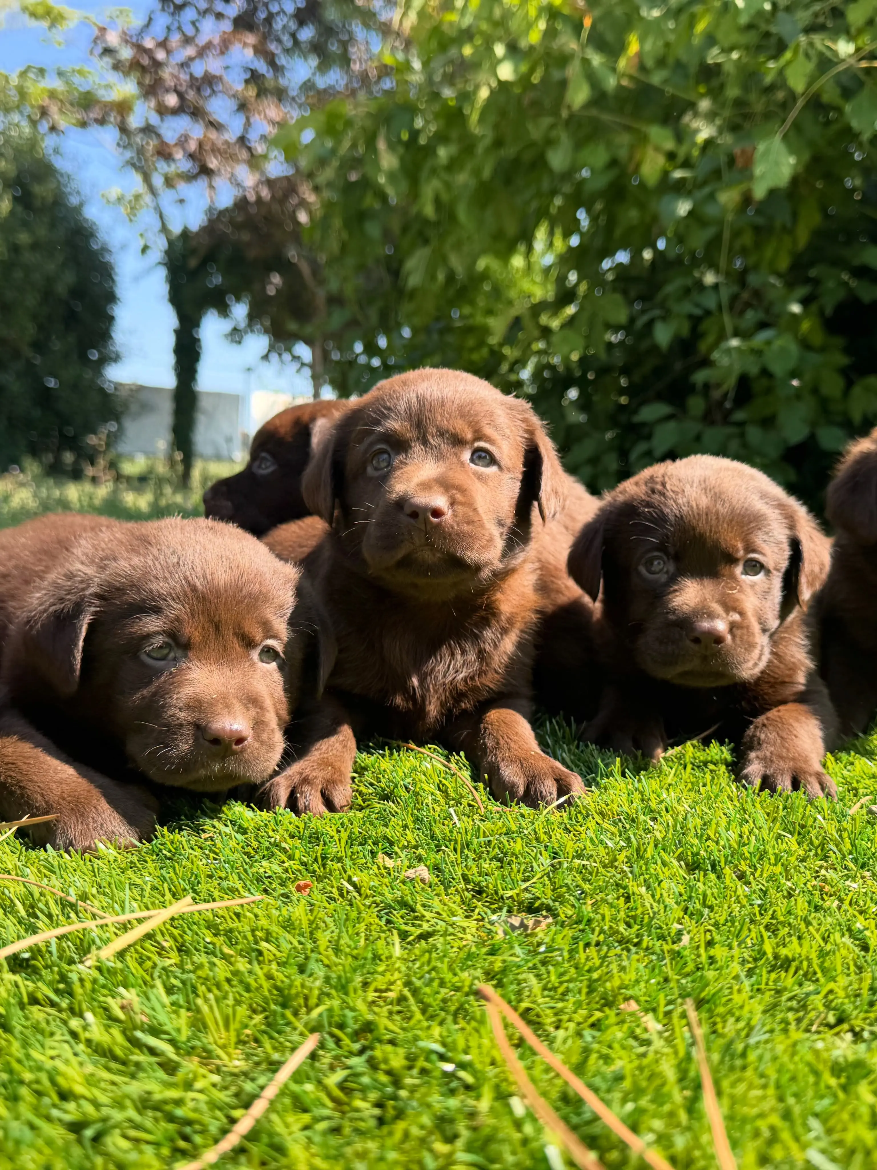 Labrador Retriever puppy for sale: Three brown Labrador Retriever puppies lying on green grass