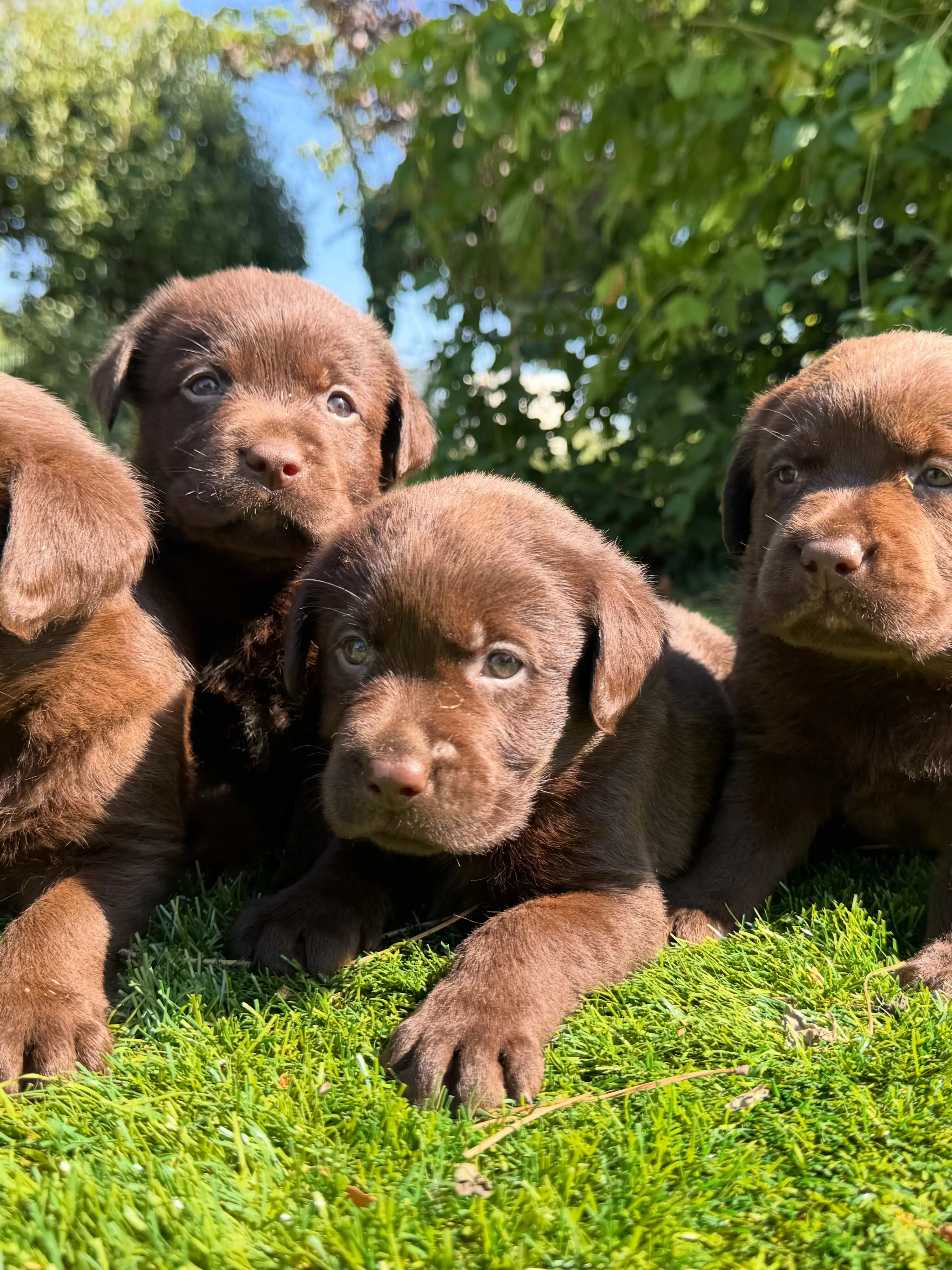 Labrador Retriever puppy for sale: Four brown Labrador Retriever puppies lying on green grass