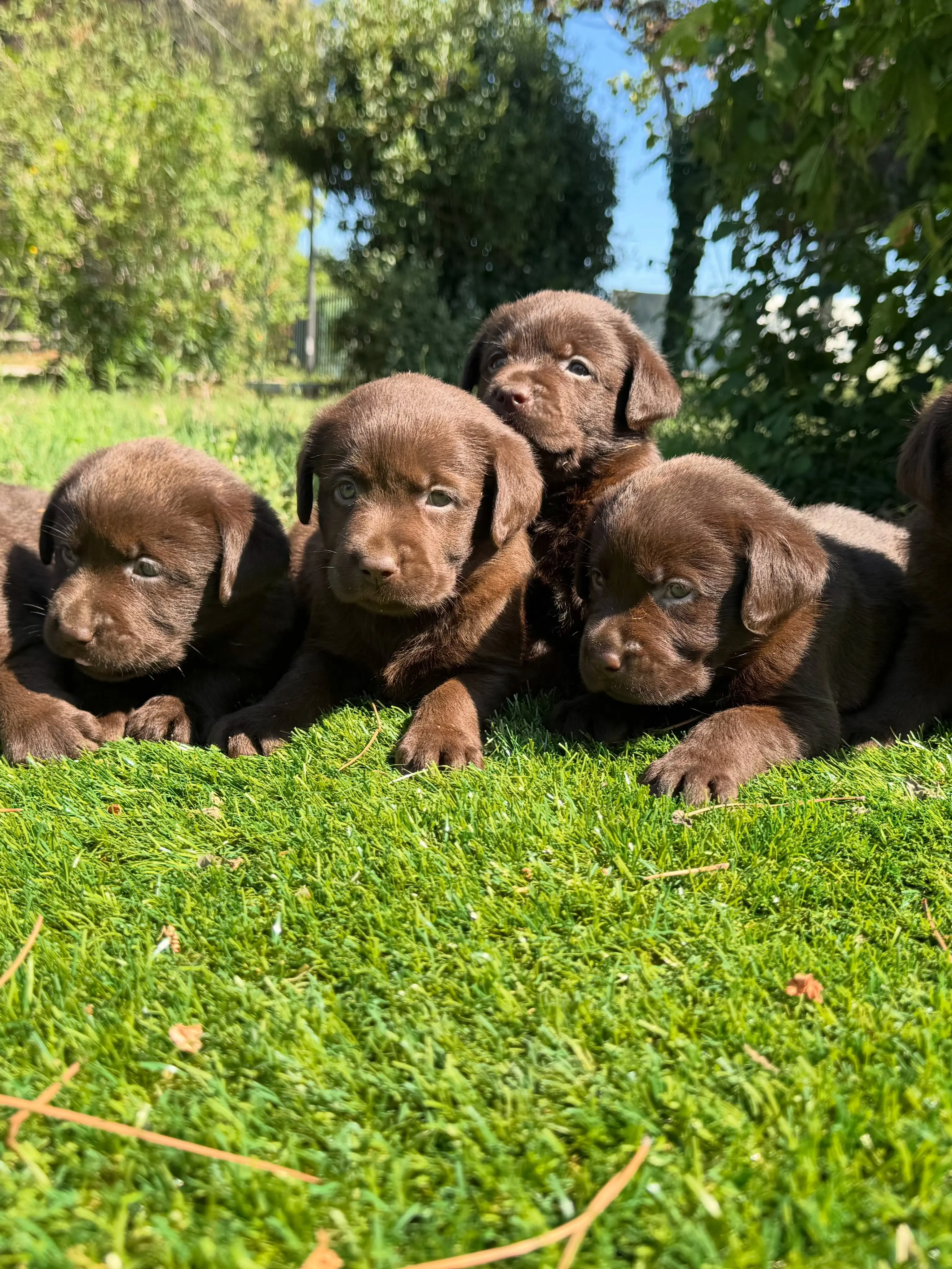 Labrador Retriever puppy for sale: Four brown Labrador Retriever puppies lying on green grass
