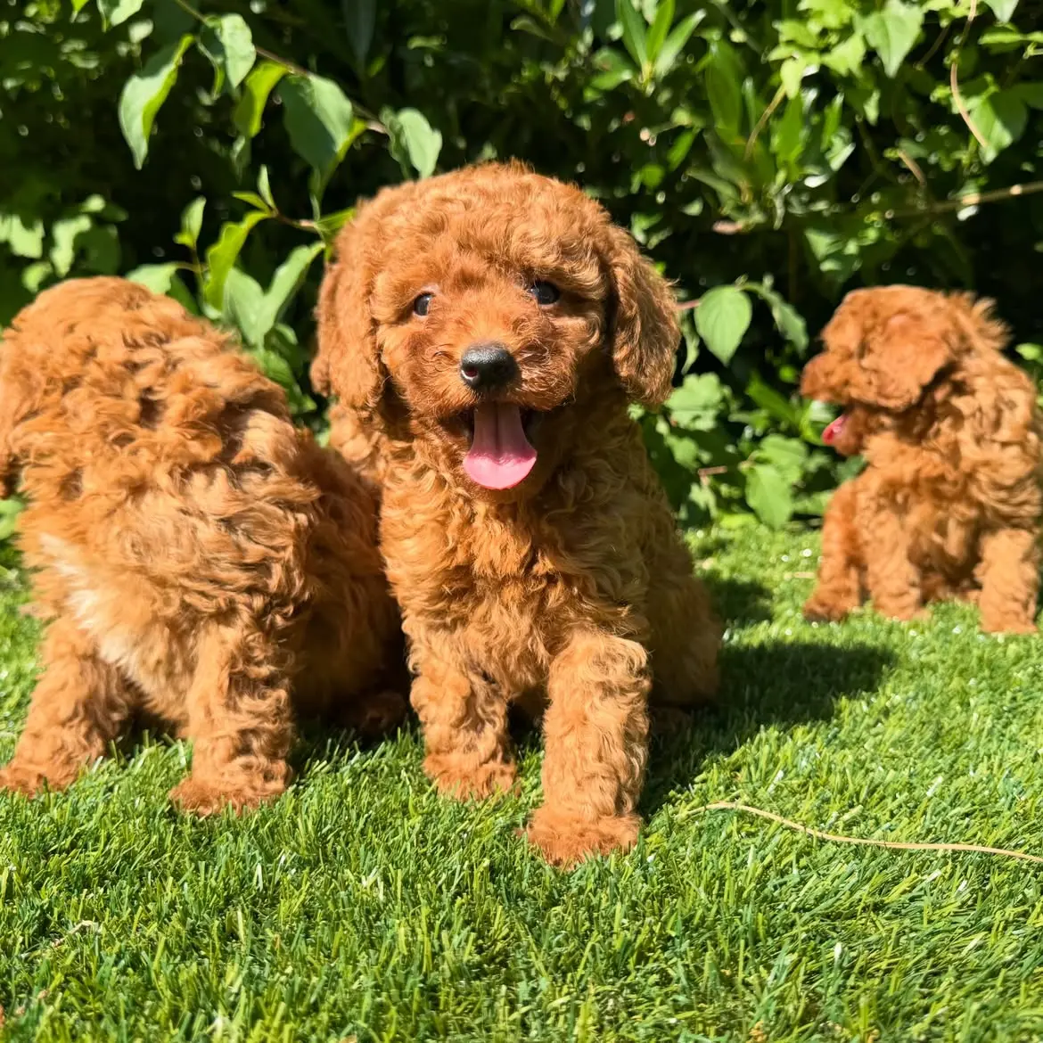 Poodle puppy for sale: Three playful Poodle puppies with curly reddish-brown coats in grass