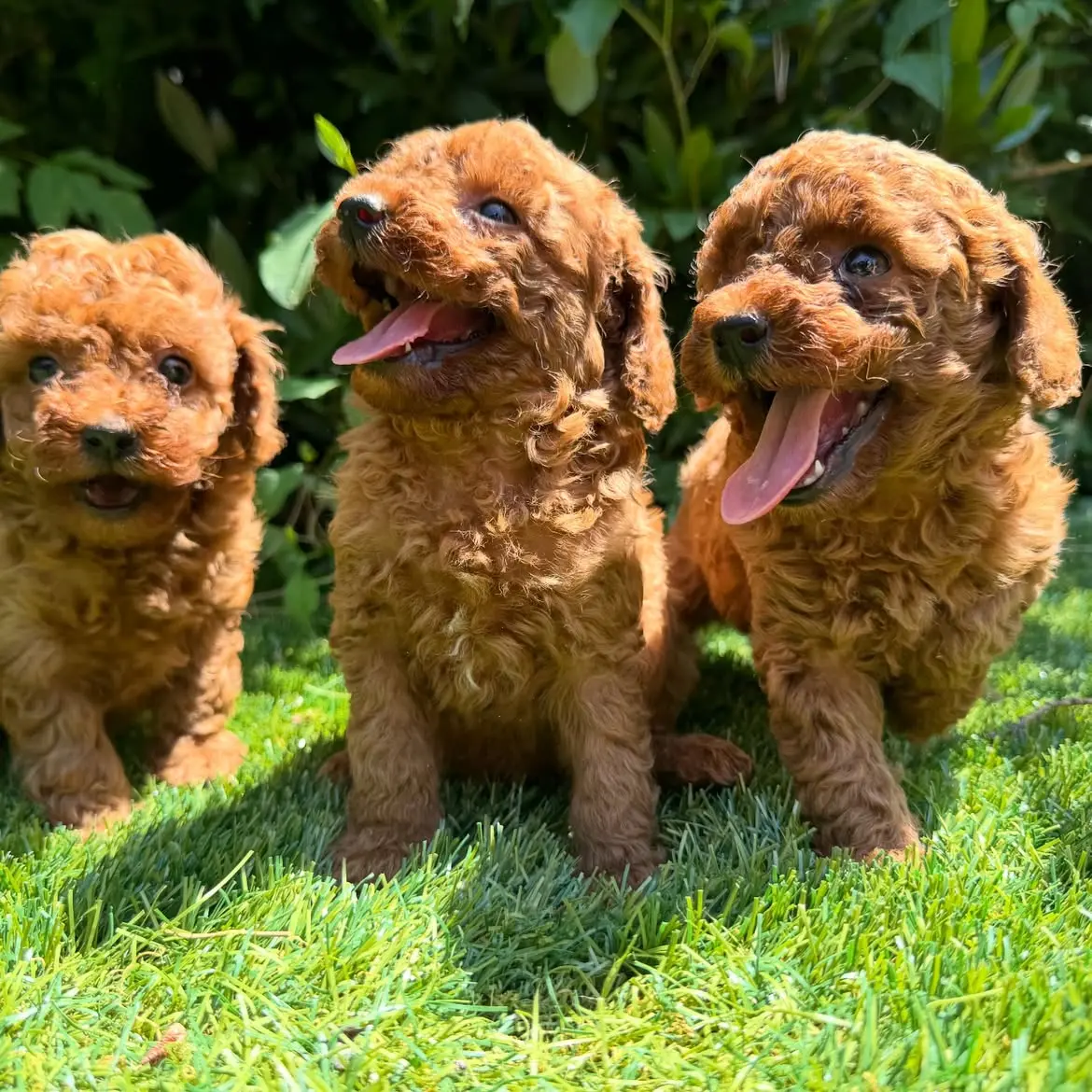Poodle puppy for sale: Three playful brown Poodle puppies sitting on green grass