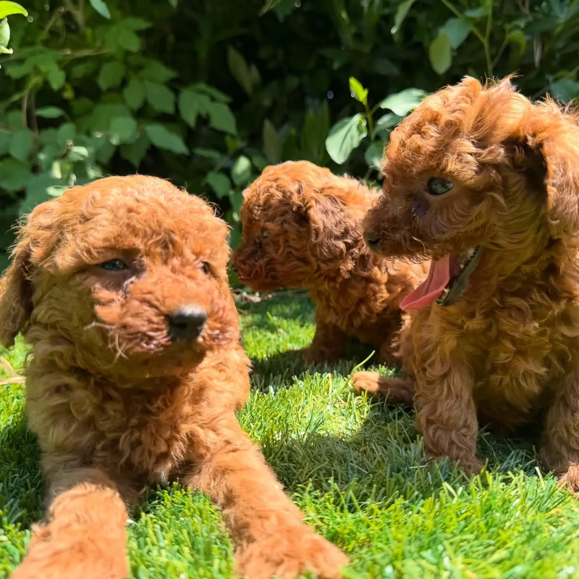 Poodle puppy for sale: Three playful brown Poodle puppies on green grass
