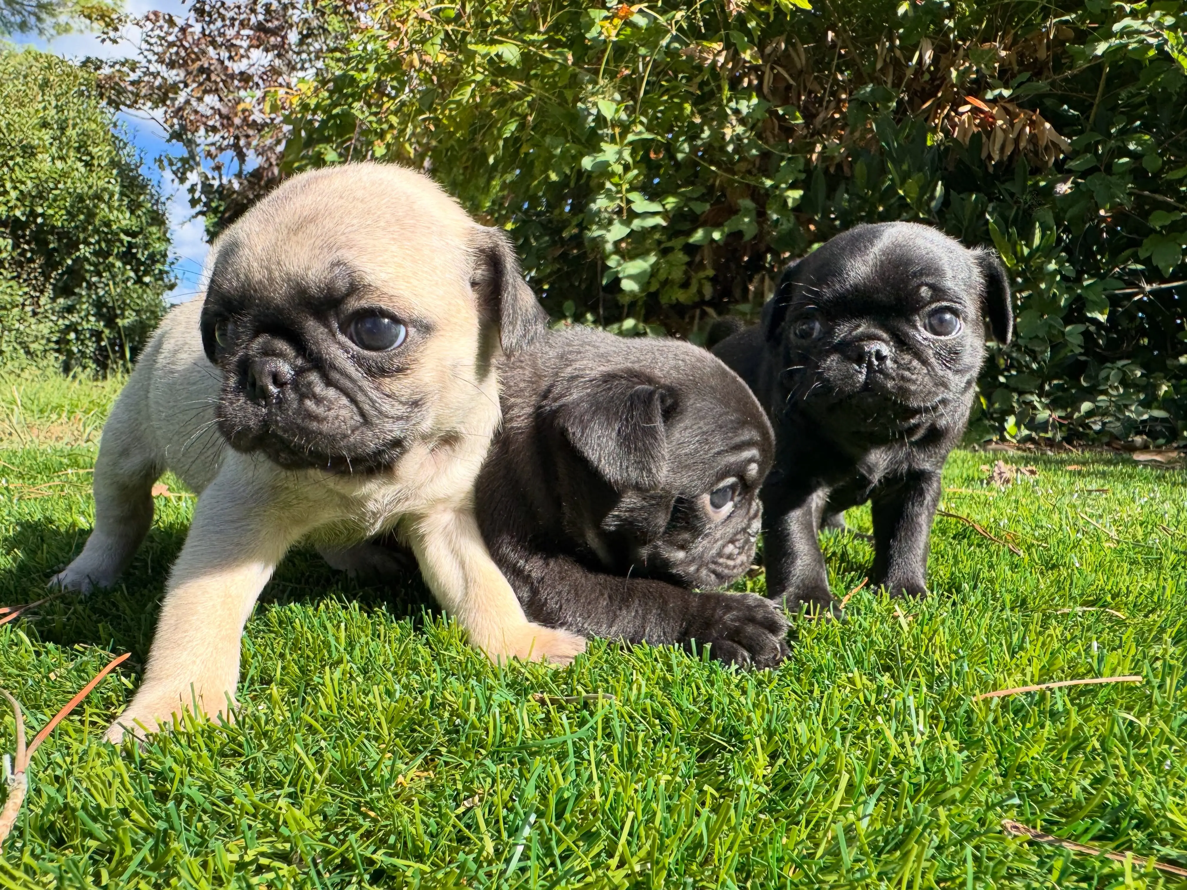 Pug puppy for sale: Three Pugs, one fawn and two black, playing on grass