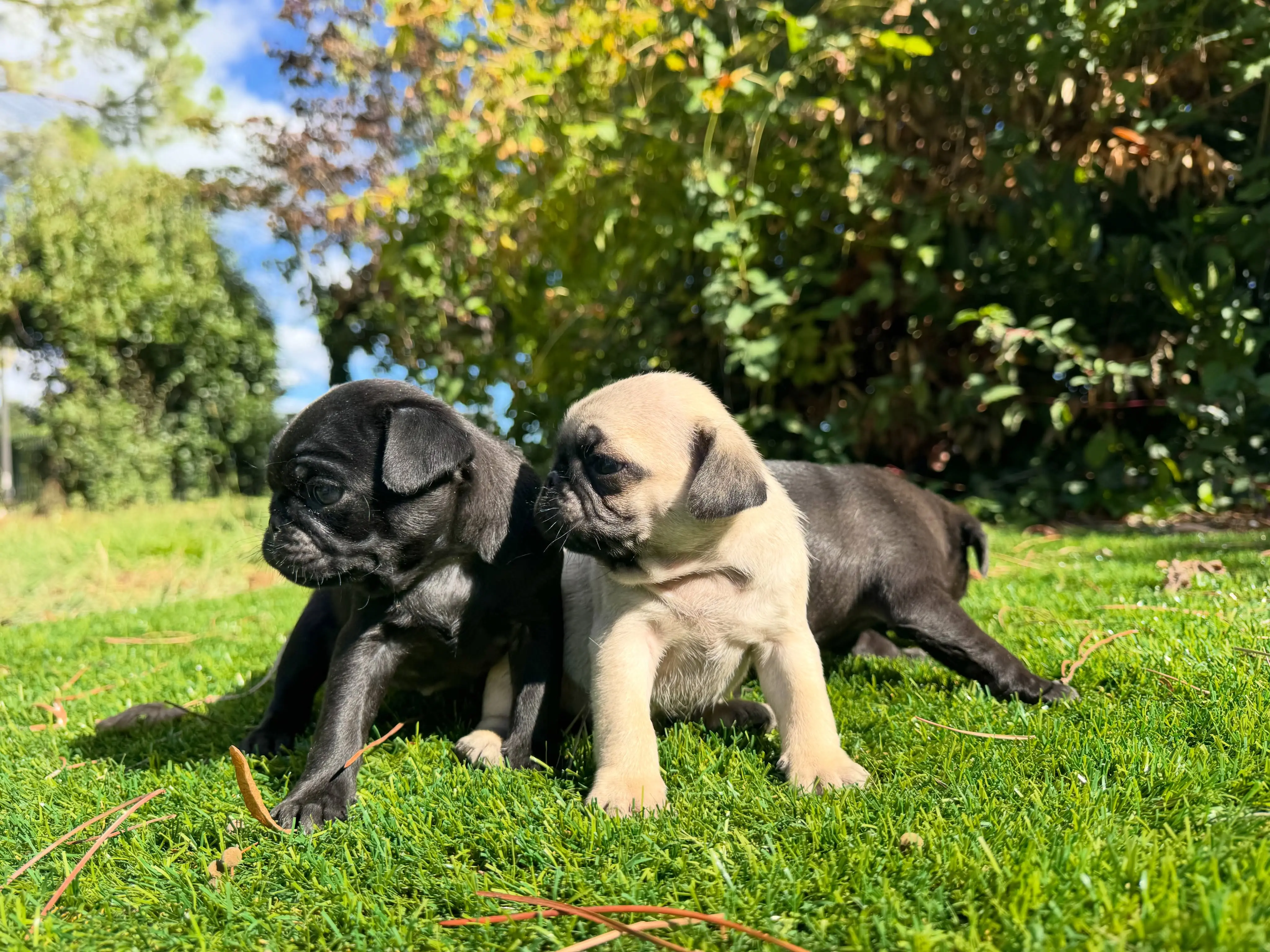Pug puppy for sale: Two Pug puppies, one black and one fawn, on green grass