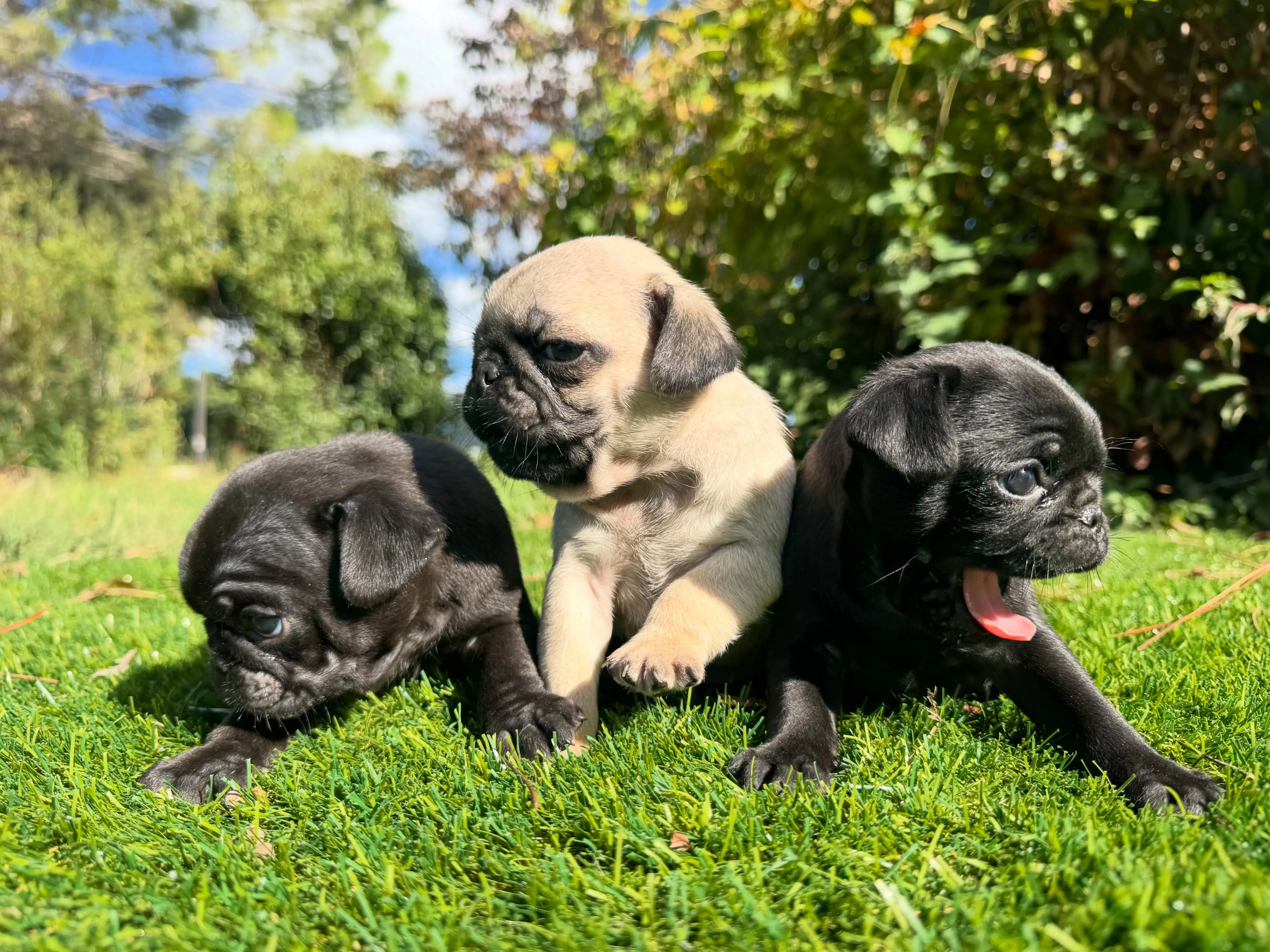 Pug puppy for sale: Three Pug puppies sitting on green grass, one yawning