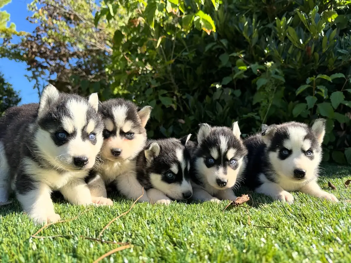 Siberian Husky puppy for sale: Five playful Siberian Husky puppies with blue eyes on grass