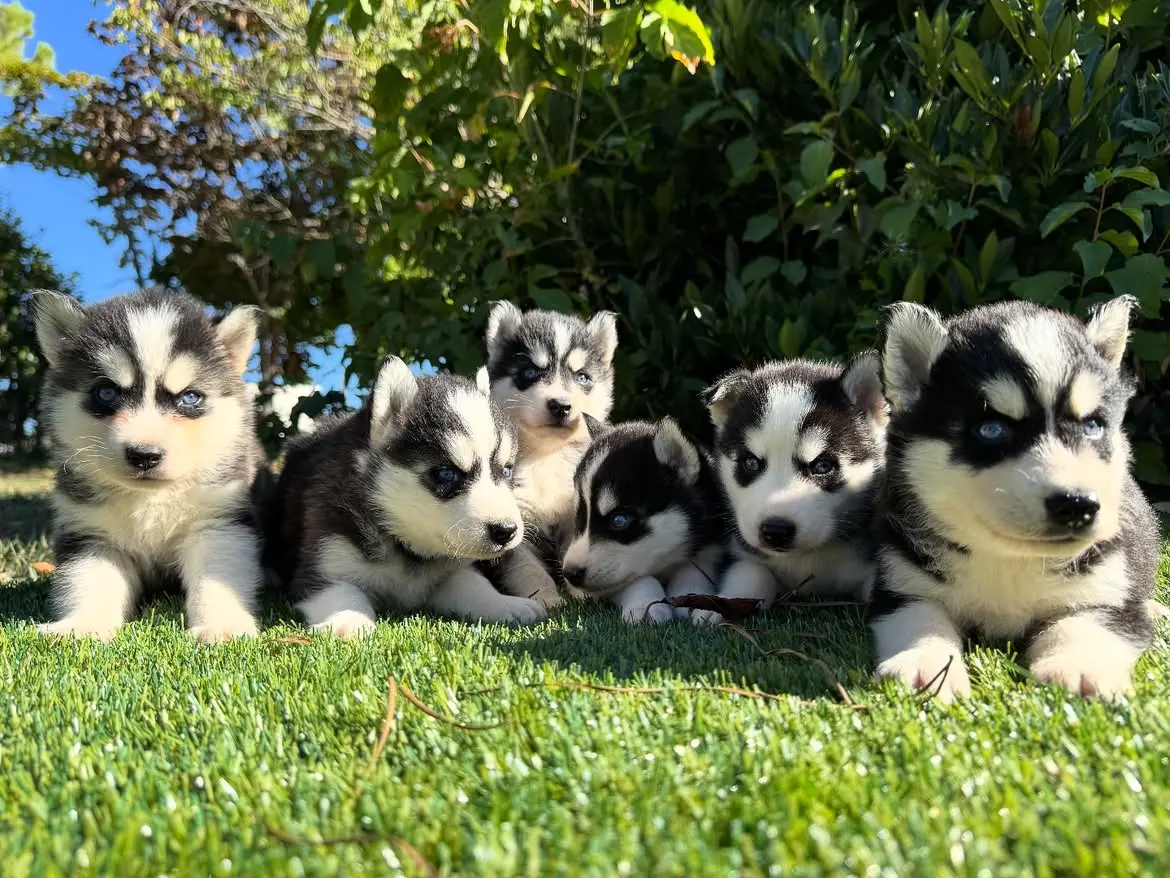 Siberian Husky puppy for sale: Five fluffy Siberian Husky puppies with black and white coats