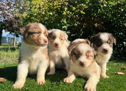 Australian Shepherd puppy for sale: Four Australian Shepherd puppies with fluffy coats sitting on grass