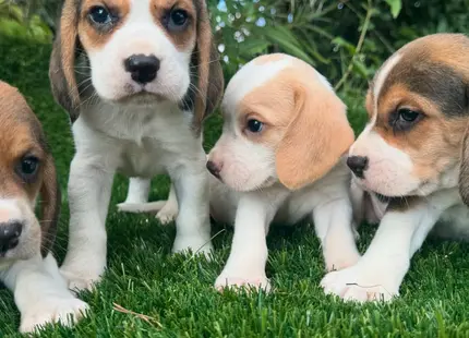 Beagle puppy for sale: Four Beagle puppies with brown and white coats on grass