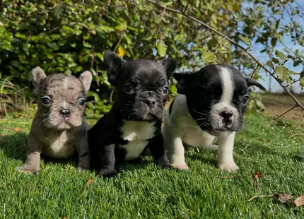 French Bulldog puppy for sale: Three French Bulldog puppies on green grass, various colors and patterns