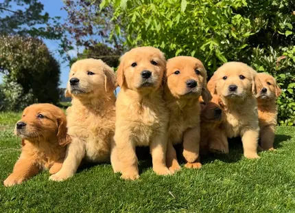 Golden Retriever puppy for sale: Eight fluffy Golden Retriever puppies sitting on green grass