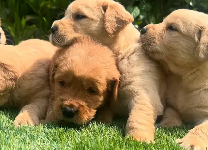 Golden Retriever puppy for sale: Four fluffy golden retriever puppies resting on green grass