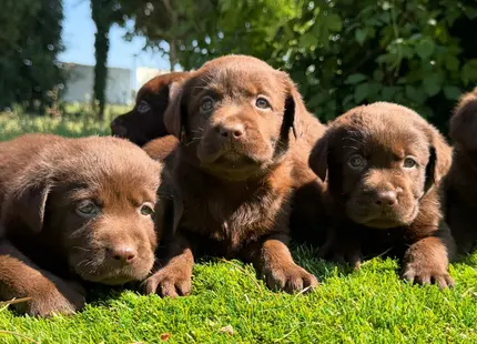 Labrador Retriever puppy for sale: Three brown Labrador Retriever puppies lying on green grass
